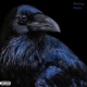 Killer Crows Can t Cry