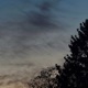 Pine Air Single