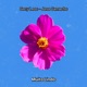 Muito Lindo Single