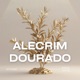Alecrim Dourado Extended Mix Single
