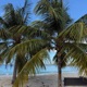Club Tropicana Single