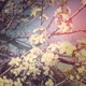White plum Single