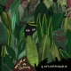 Exploradora Single