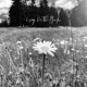 Lying On the Meadow Single