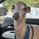 The Lady With The Greyhound Single