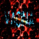 Vacina feat yungkarmine Single