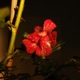 Rose Single