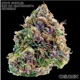 Hooked on Chronic feat Ren Da Heat Monsta Okwerdz Single