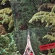 Forest Single