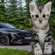 gle Single