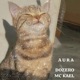 AURA feat MC Kael Single