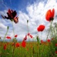 as the poppy s rot EP