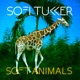Soft Animals EP