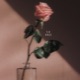 Tu Me Manques Single