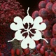 Ovule feat Shygirl Sega Bodega Remix Single
