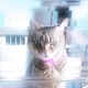 Chatting W My Cat Single