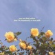 Yellow Single