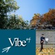 Vibe Single