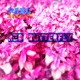 Red Butterfly Single