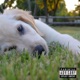 My Dawg Single