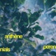 perennials