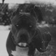 Perro Es Perro Single