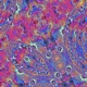 Placenta