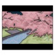 a flurry of cherry blossoms Single