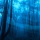 Parasomnia Single