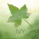 Ivy Single