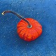 florriween