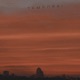 Temporal feat Lucis OSO Single