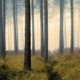 Twilight Single