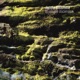 Analogue Ascension EP