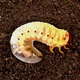 Segmenten EP