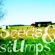 seeds stumps Single