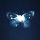 Violet Blaze Single