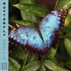 Butterfly Single