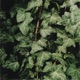 hedera Single