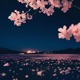 sakura Single