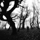 fade Single