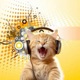 sun fun kitty Single