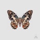 Awake At Night Single