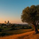 Zejtun Single