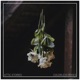 Colorless Roses Single
