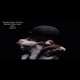 Young King s Dream feat Shady Clues Mka Single