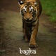Bagha Single