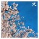 Cherry Blossom Single