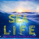 Sea of Life feat Messenjah Selah Single