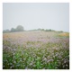 Sommergewitter Single